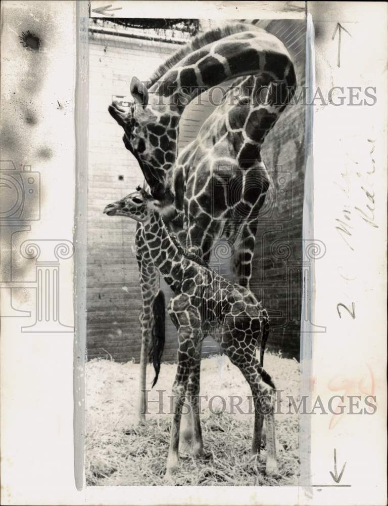 1956 Press Photo Giraffe "Grethe" & her son at a zoo in Copenhagen, Denmark