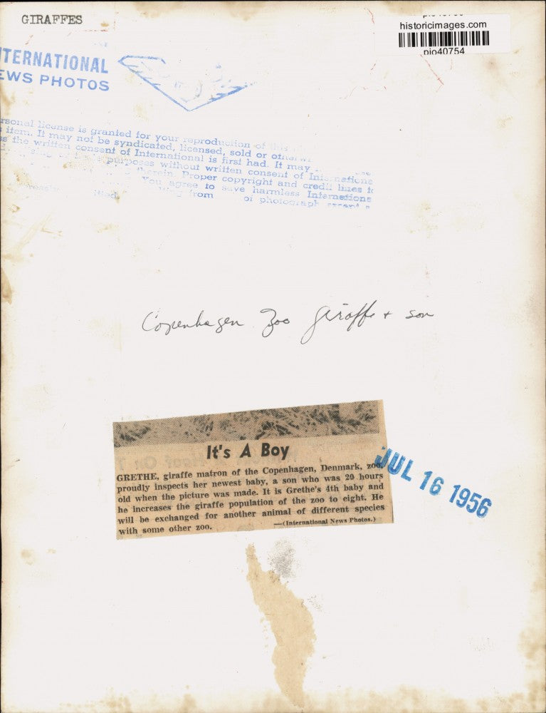 1956 Press Photo Giraffe "Grethe" & her son at a zoo in Copenhagen, Denmark