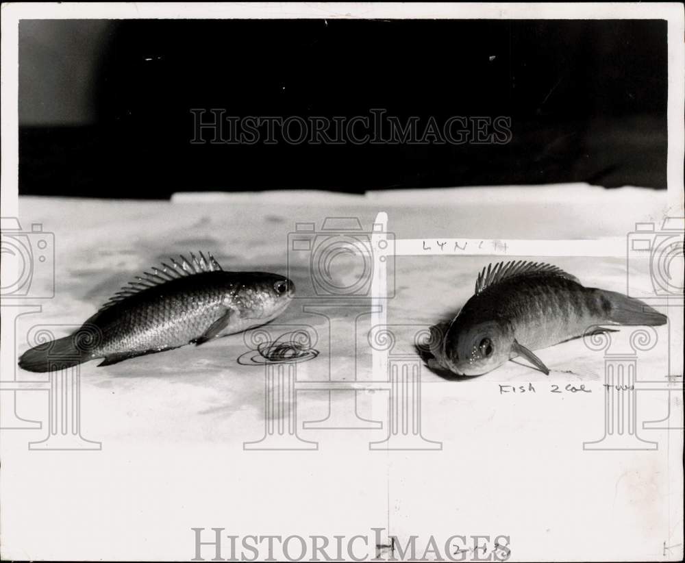 1952 Press Photo Closeup of &quot;walking&quot; perch fish - pio42443- Historic Images