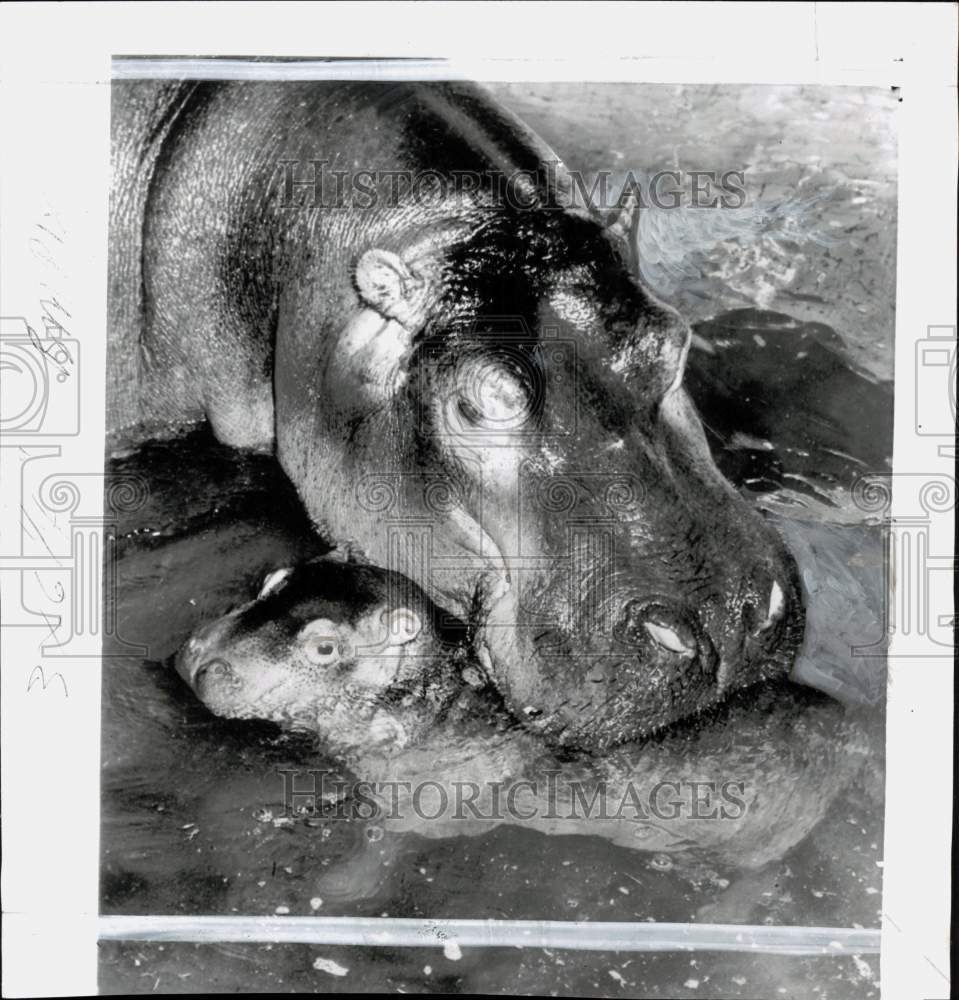 1952 Press Photo Hippopotamuses at Frankfurt Zoo in Germany - pio43725