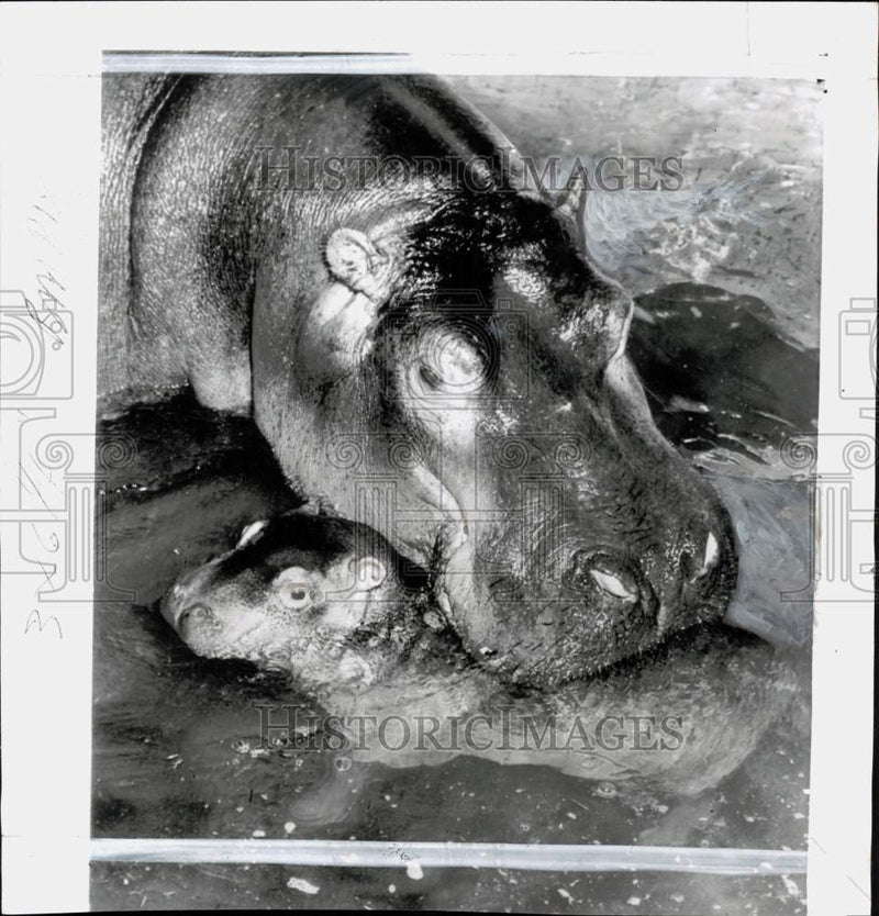 Load image into Gallery viewer, 1952 Press Photo Hippopotamuses at Frankfurt Zoo in Germany - pio43725
