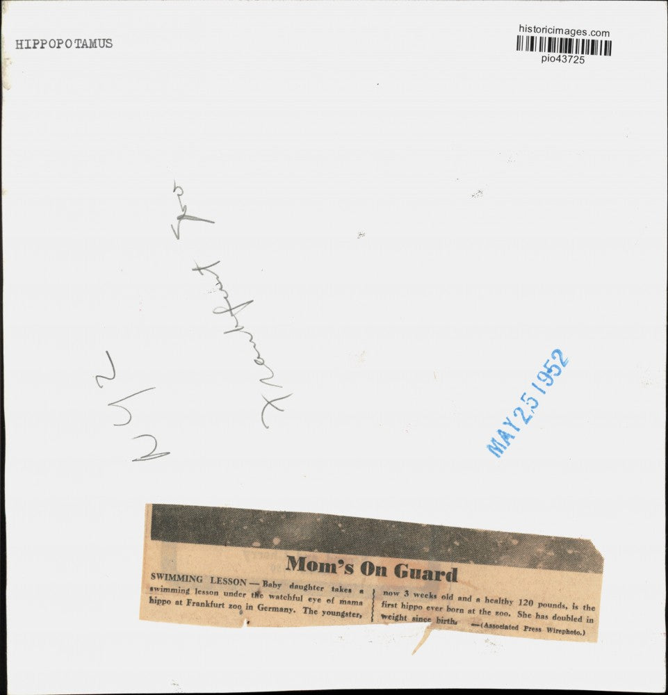 1952 Press Photo Hippopotamuses at Frankfurt Zoo in Germany - pio43725