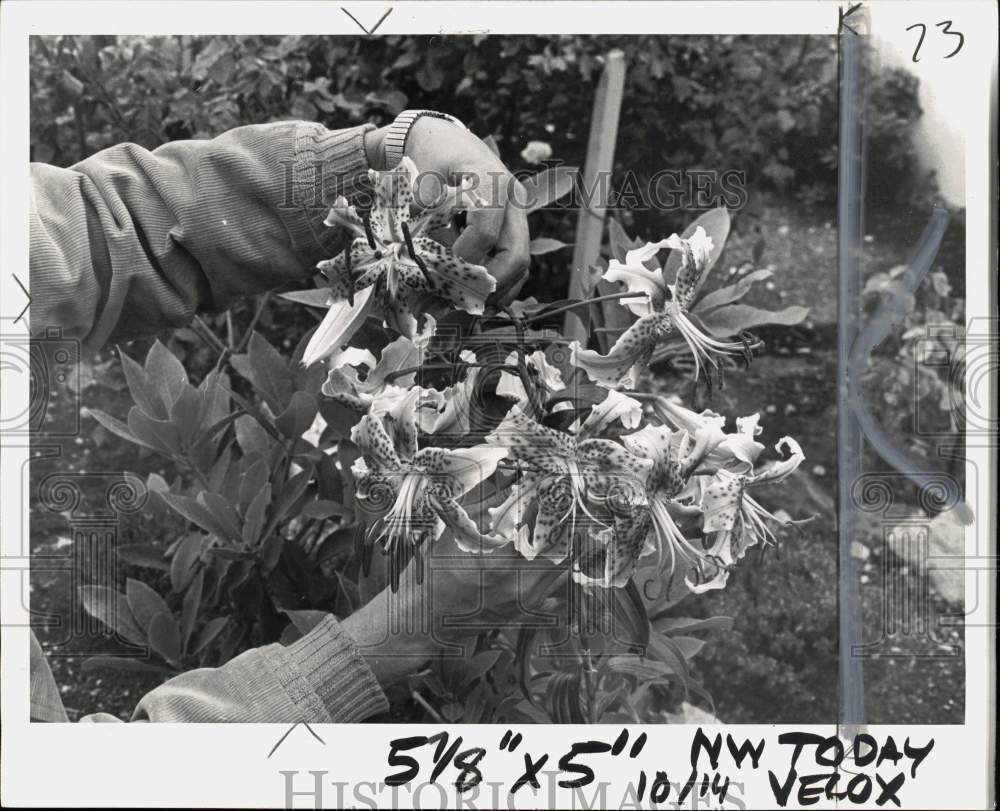 1973 Press Photo Person presenting Lily flowers - pio44229- Historic Images