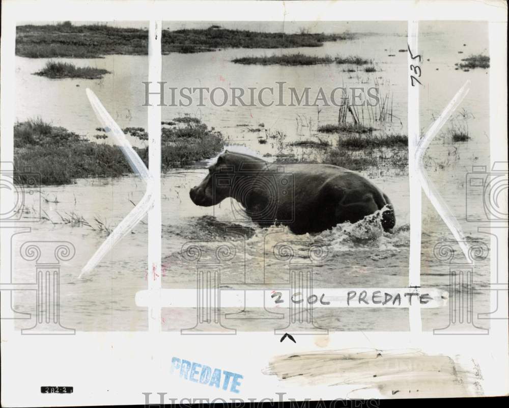 1957 Press Photo Hippopotamus on Victoria Nile River in Africa - pio44543