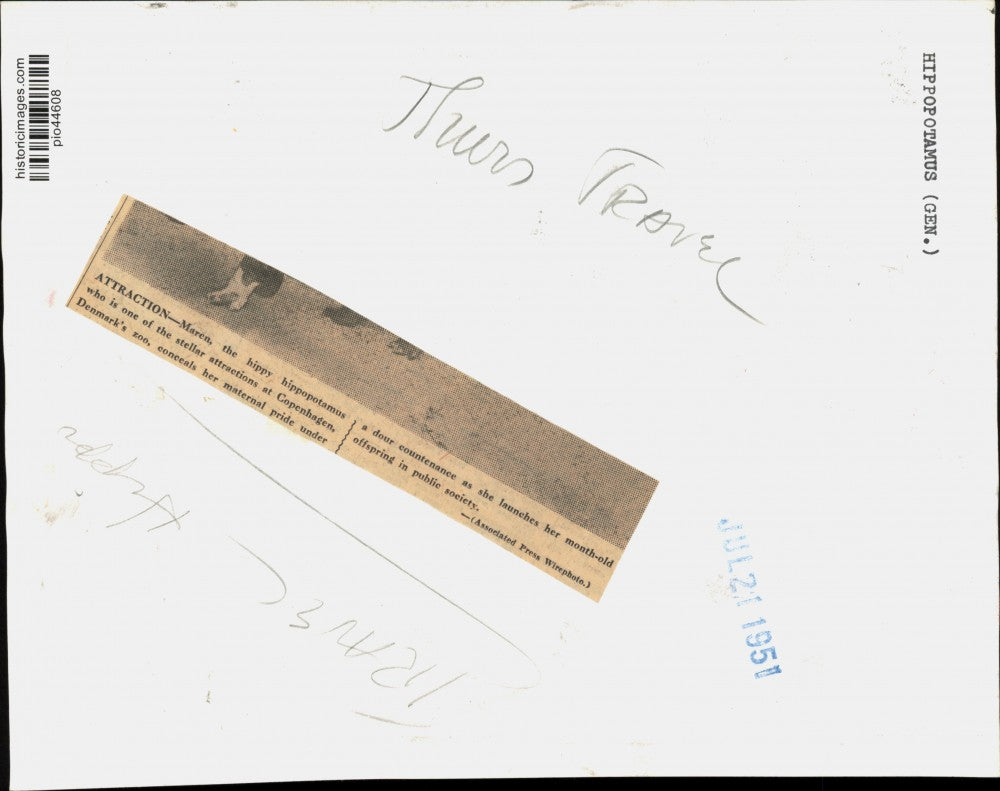 1951 Press Photo Hippopotamus "Maren" with her baby at Copenhagen Zoo in Denmark