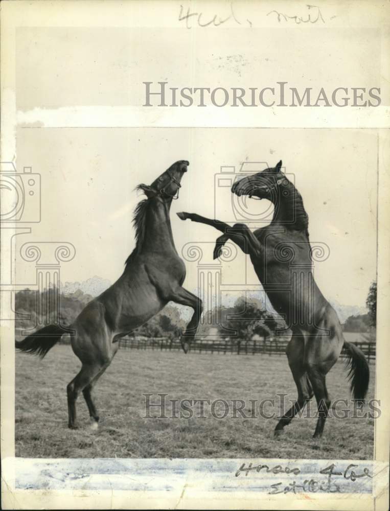 1942 Press Photo Racehorses carousing at Greentree Stable in Red Bank, N.J.- Historic Images