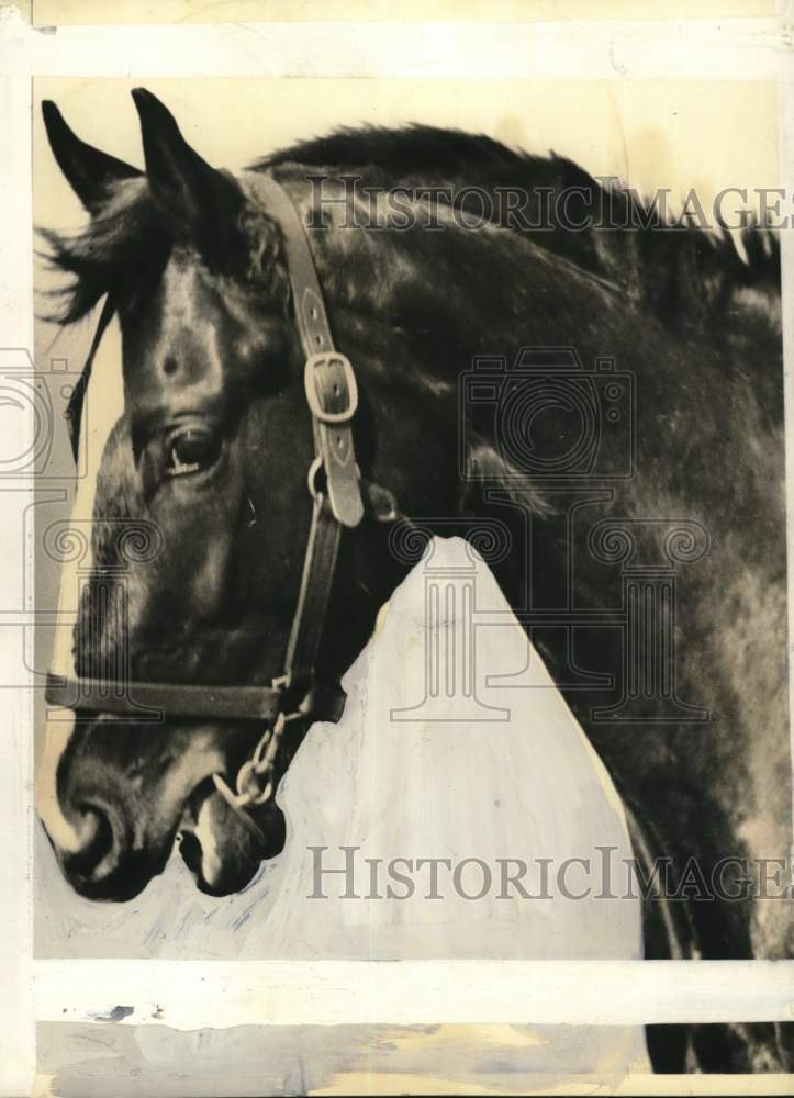 Press Photo A horse in a halter - pis00758- Historic Images