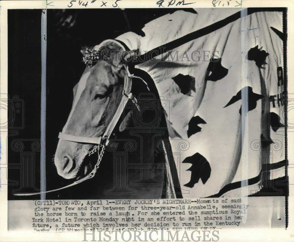 1968 Press Photo Annabelle, 3-year-old filly to run in Kentucky Derby, Toronto- Historic Images