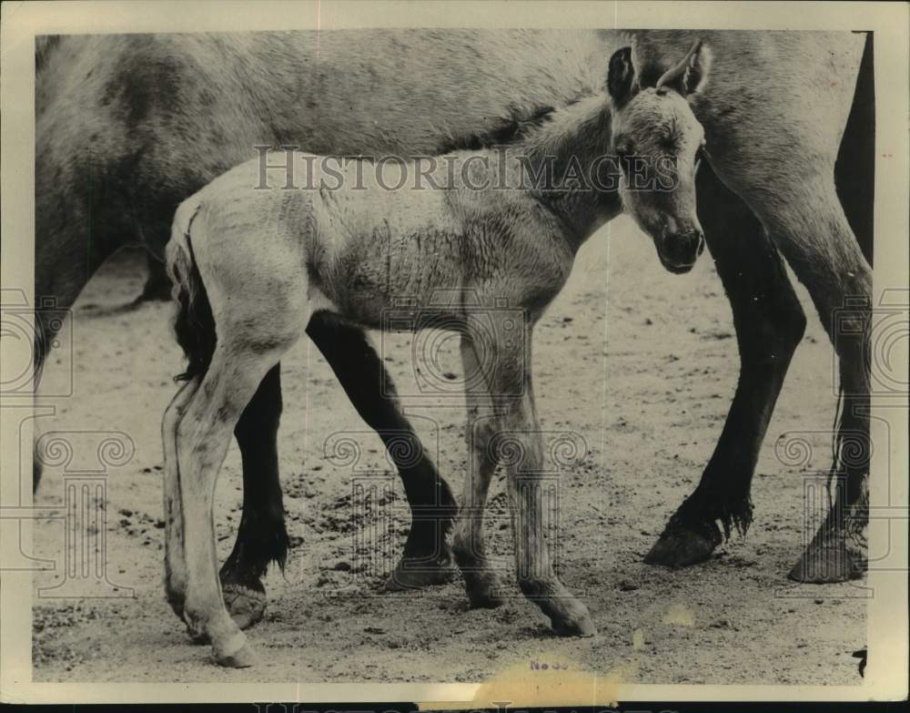 Press Photo Portrait of a young horse - pis08192- Historic Images