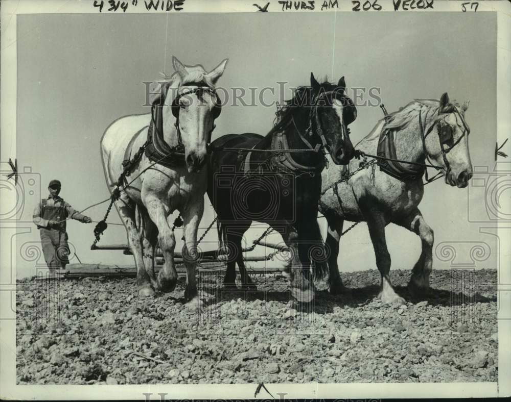 1952 Press Photo James Savoy &amp; horses, Richard Stallings Farm, Melwood, Maryland- Historic Images