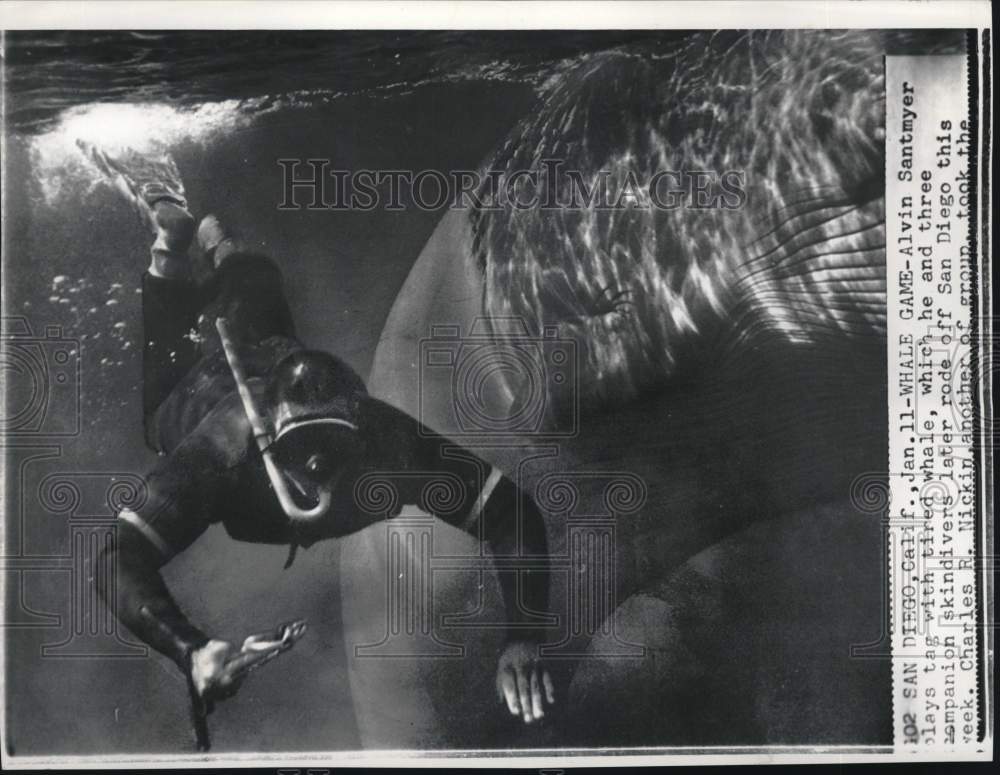 1963 Press Photo Skindiver Alvin Santmyer &quot;plays&quot; tag with whale in California- Historic Images