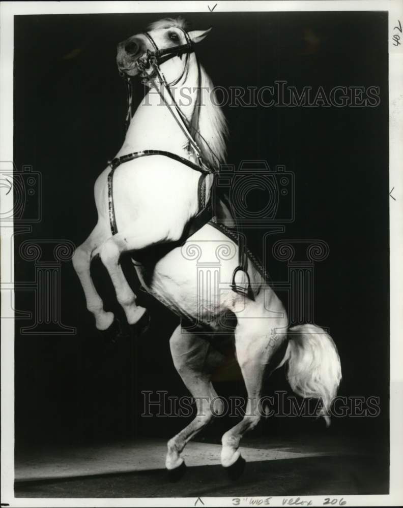 1976 Press Photo Lipizzan stallion performing a maneuver "Courbette" - pix13186- Historic Images