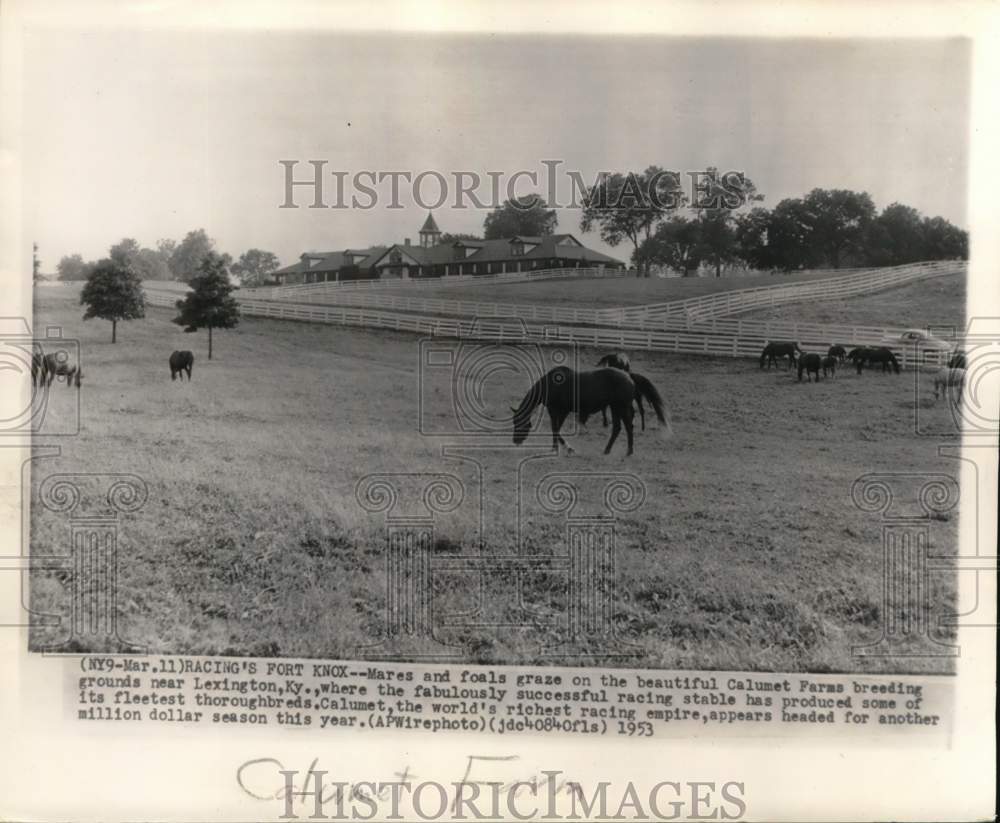 1953 Press Photo Horses roam free at Calumet Farms near Lexington, Kentucky- Historic Images