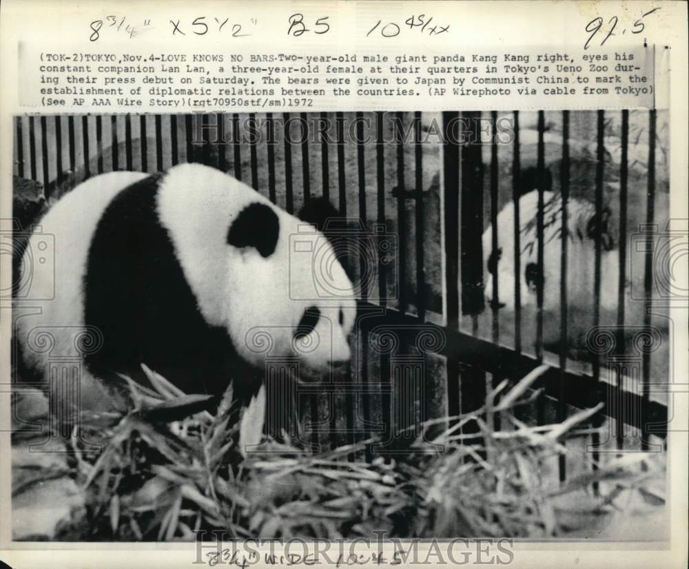1972 Press Photo Giant Panda Kang Kang at Tokyo&#39;s Ueno Zoo - pix21273- Historic Images