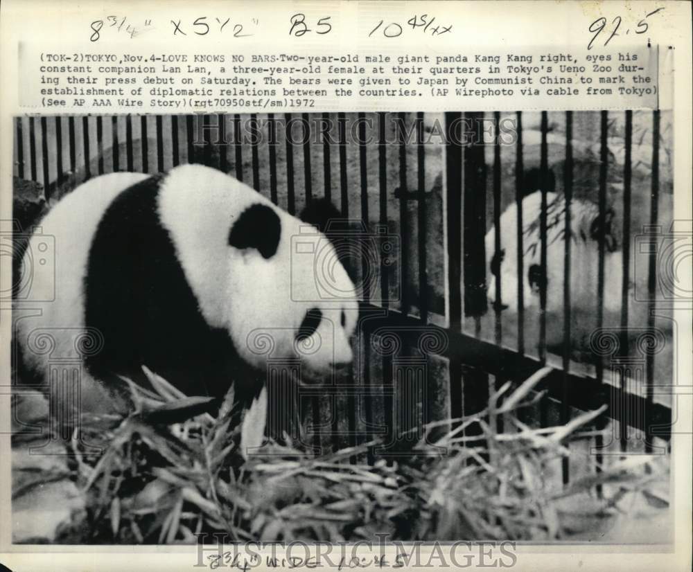 1972 Press Photo Giant Panda Kang Kang at Tokyo's Ueno Zoo - pix21273- Historic Images