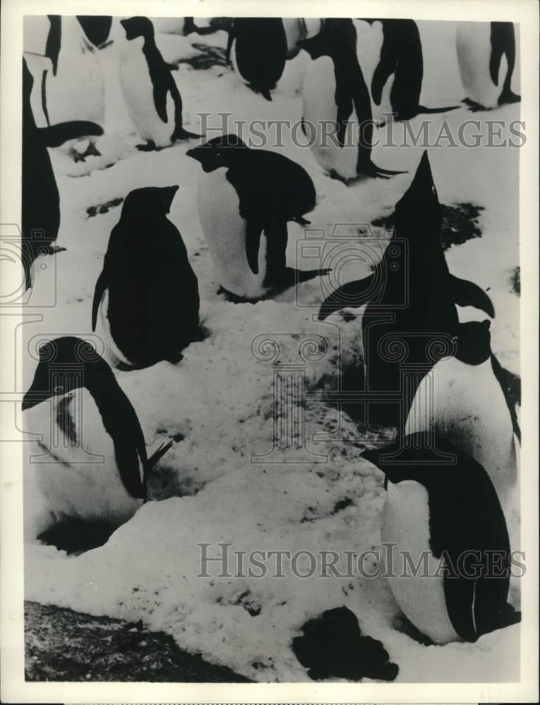 1963 Press Photo Penguins featured on &quot;Expedition!&quot; - pix32103- Historic Images