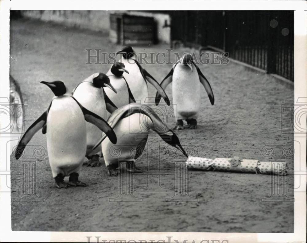 1950 Press Photo King Penguins inside enclosure at London Zoo in England