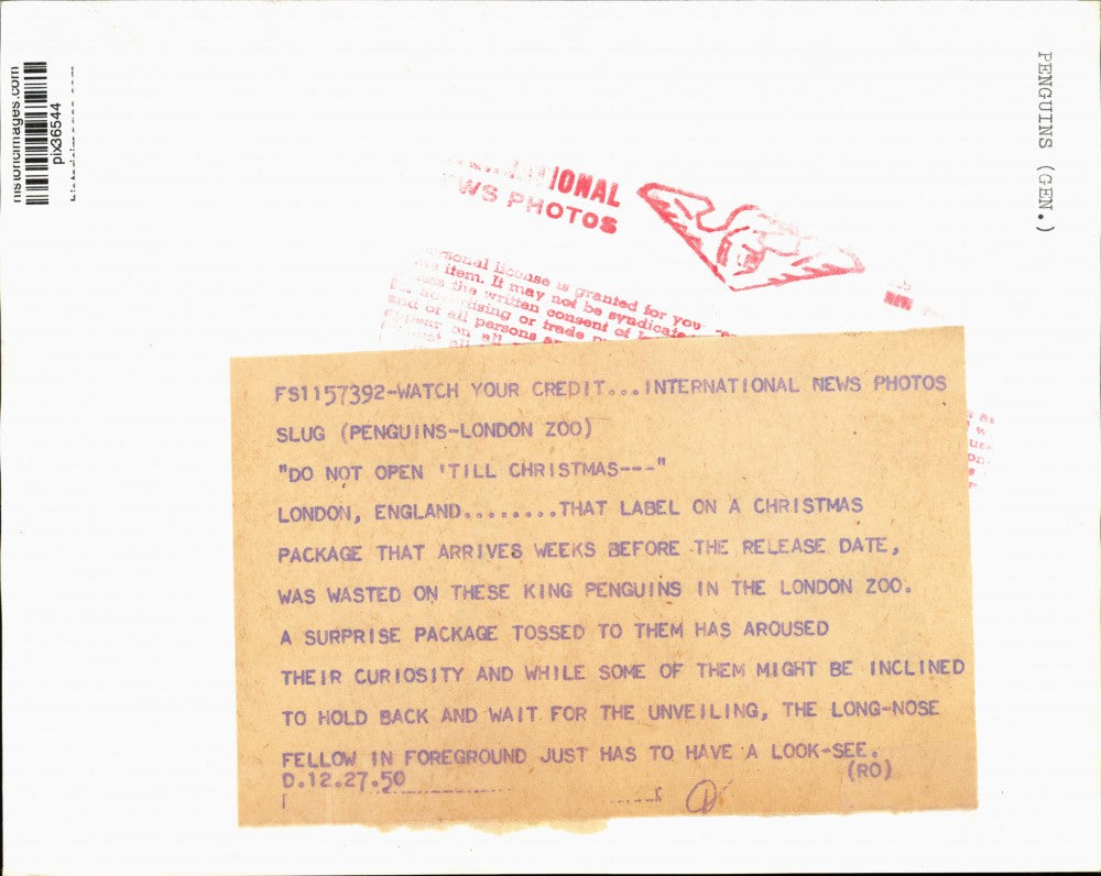 1950 Press Photo King Penguins inside enclosure at London Zoo in England