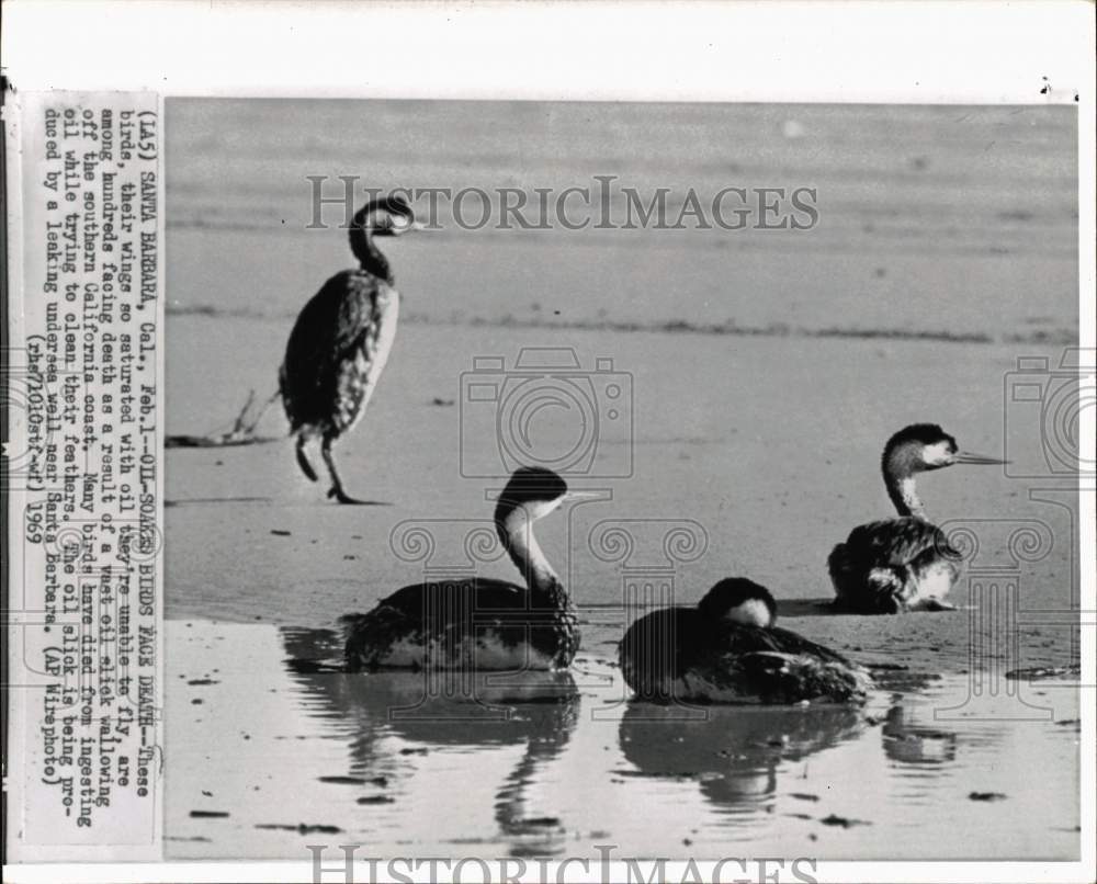 1969 Press Photo Birds covered in oil after oil spill in Santa Barbara, CA- Historic Images