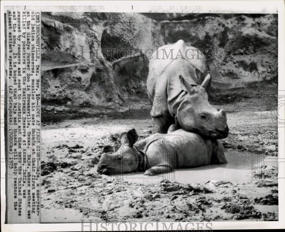 1973 Press Photo Rhinoceroses &quot;Raja&quot; &amp; &quot;Rhonda&quot; at Gladys Porter Zoo in Texas- Historic Images