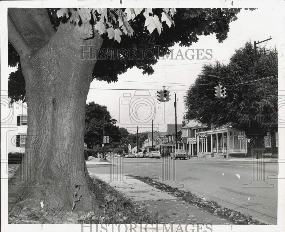 Press Photo Maple Tree and Sidewalk at Road Crossing in Camp Hill, Pennsylvania