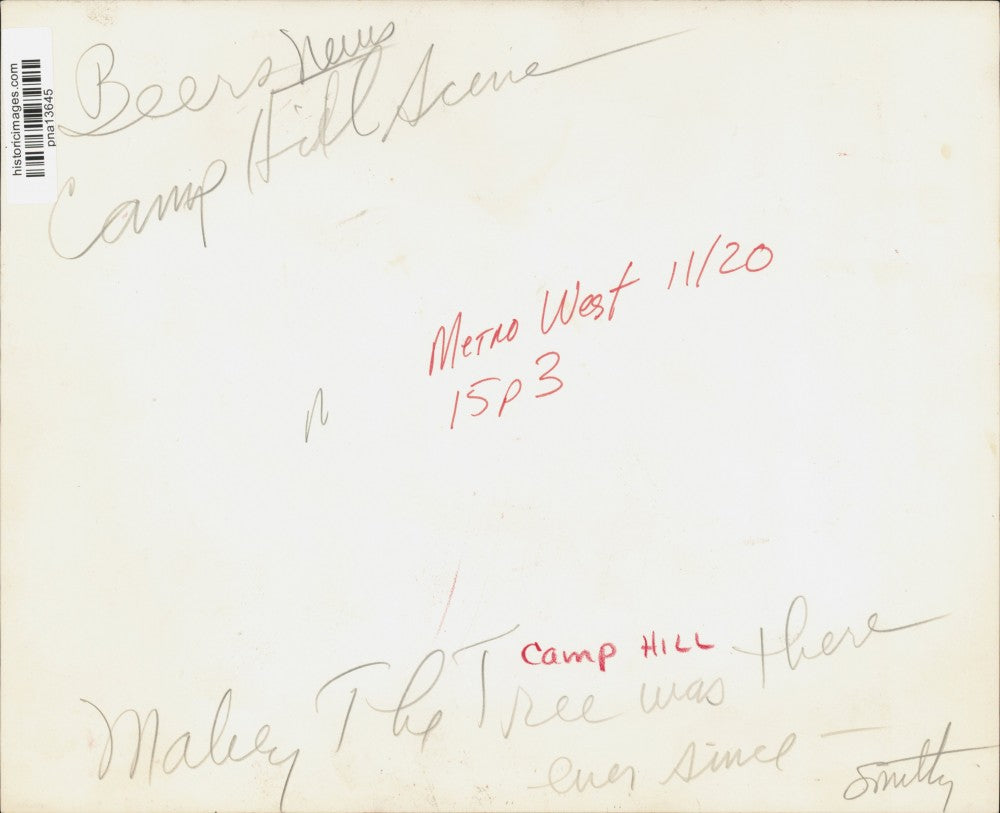 Press Photo Maple Tree and Sidewalk at Road Crossing in Camp Hill, Pennsylvania