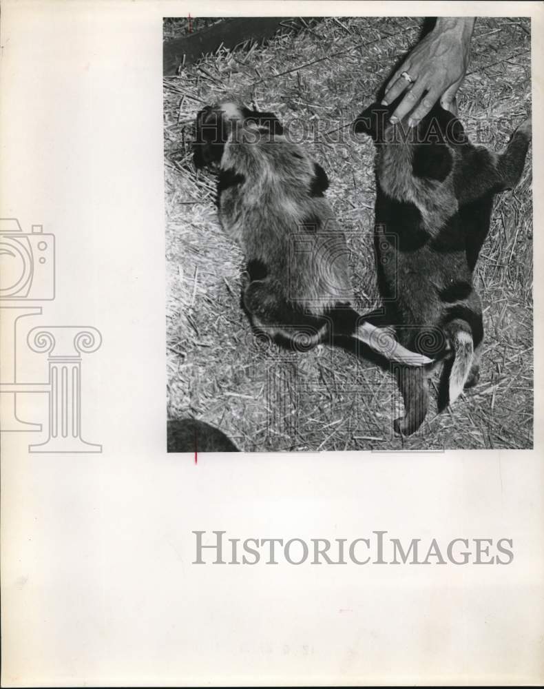 1971 Press Photo Puppies at the San Antonio Livestock and Rodeo - saa56529- Historic Images