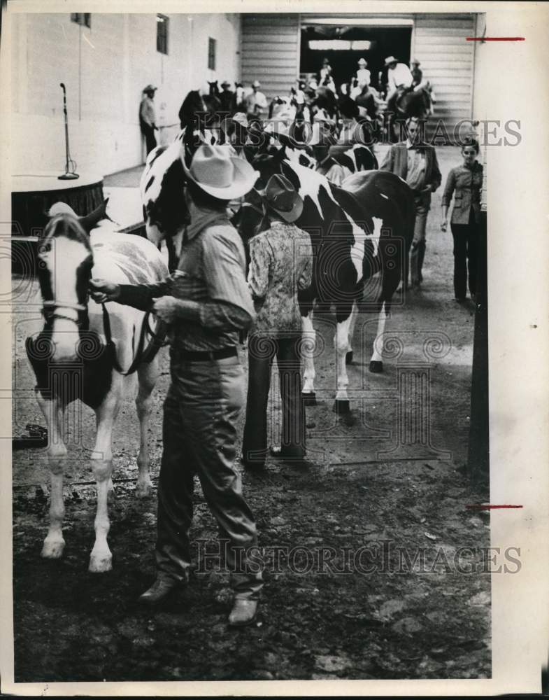 1971 Press Photo Champion Paint Horses at the San Antonio Livestock and Rodeo- Historic Images