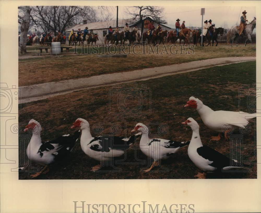 1988 Press Photo Ducks on parade at the San Antonio Stock Show &amp; Rodeo- Historic Images