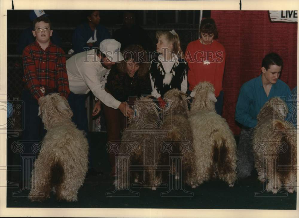 1989 Press Photo Angora Goats shown at the San Antonio Stock Show &amp; Rodeo- Historic Images