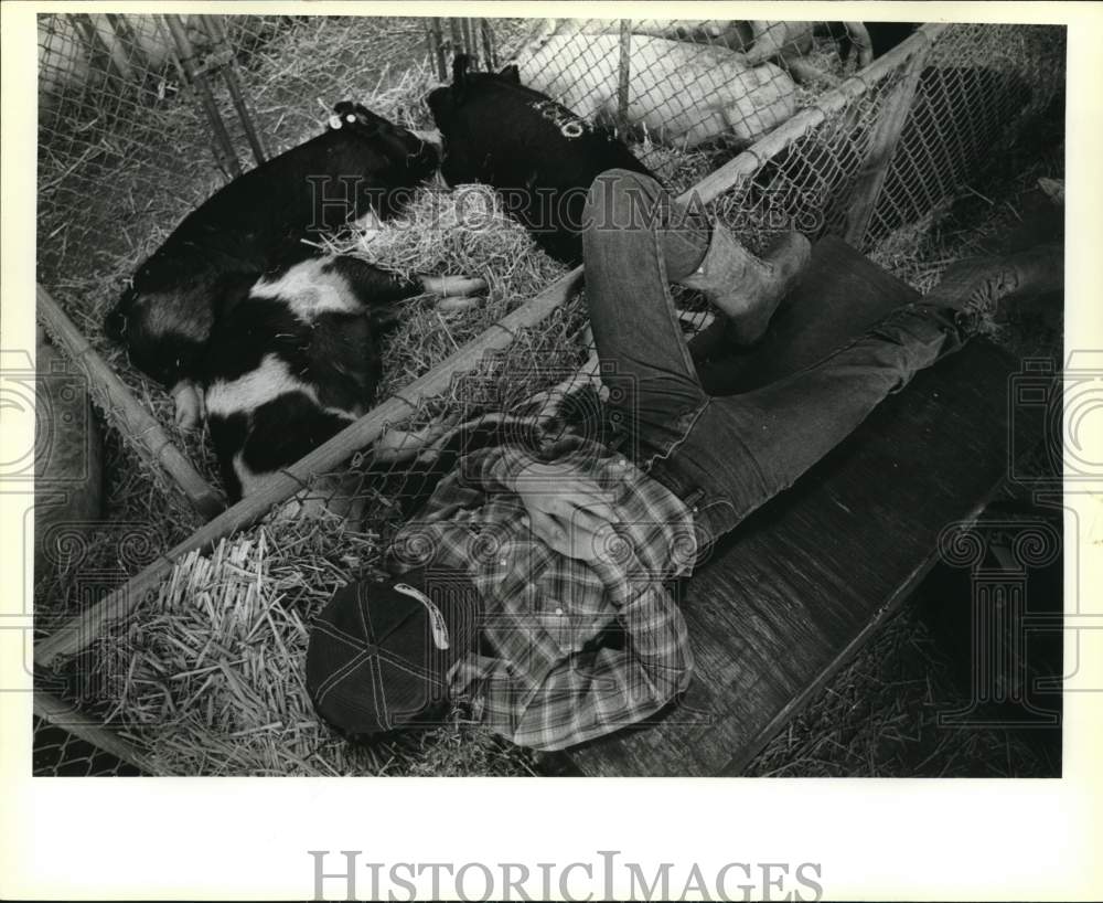 1983 Press Photo Benjy Bendele &amp; pigs resting at San Antonio Stock Show &amp; Rodeo- Historic Images