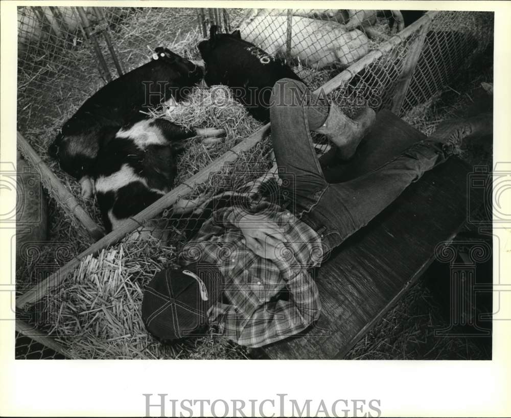 1983 Press Photo Benjy Bendele & pigs resting at San Antonio Stock Show & Rodeo- Historic Images