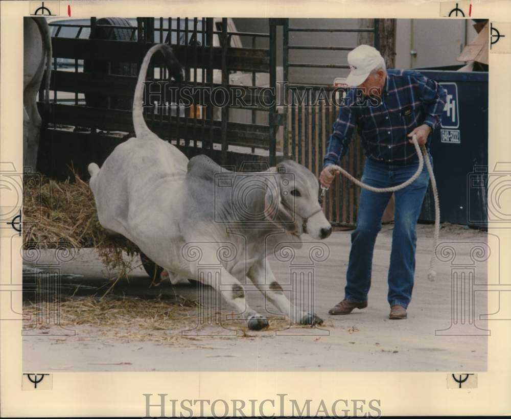 1990 Press Photo Travis Box unloads Brahma bull at San Antonio Stock Show, Texas- Historic Images