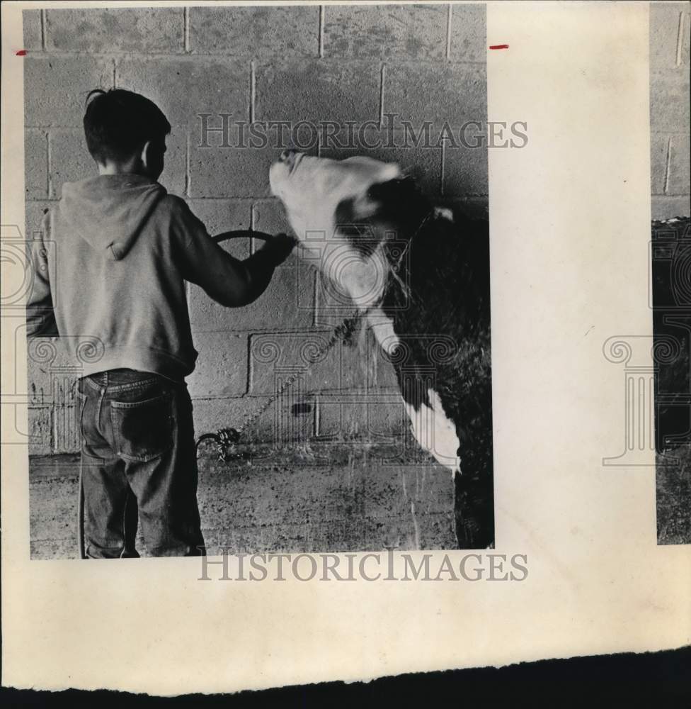 1970 Press Photo Chris Skaggs washing his steer at San Antonio Stock Show, Texas- Historic Images