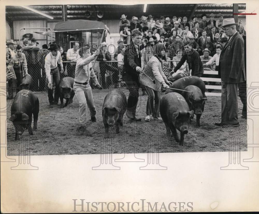1970 Press Photo Swine judging at the San Antonio Live Stock Show and Rodeo, TX- Historic Images