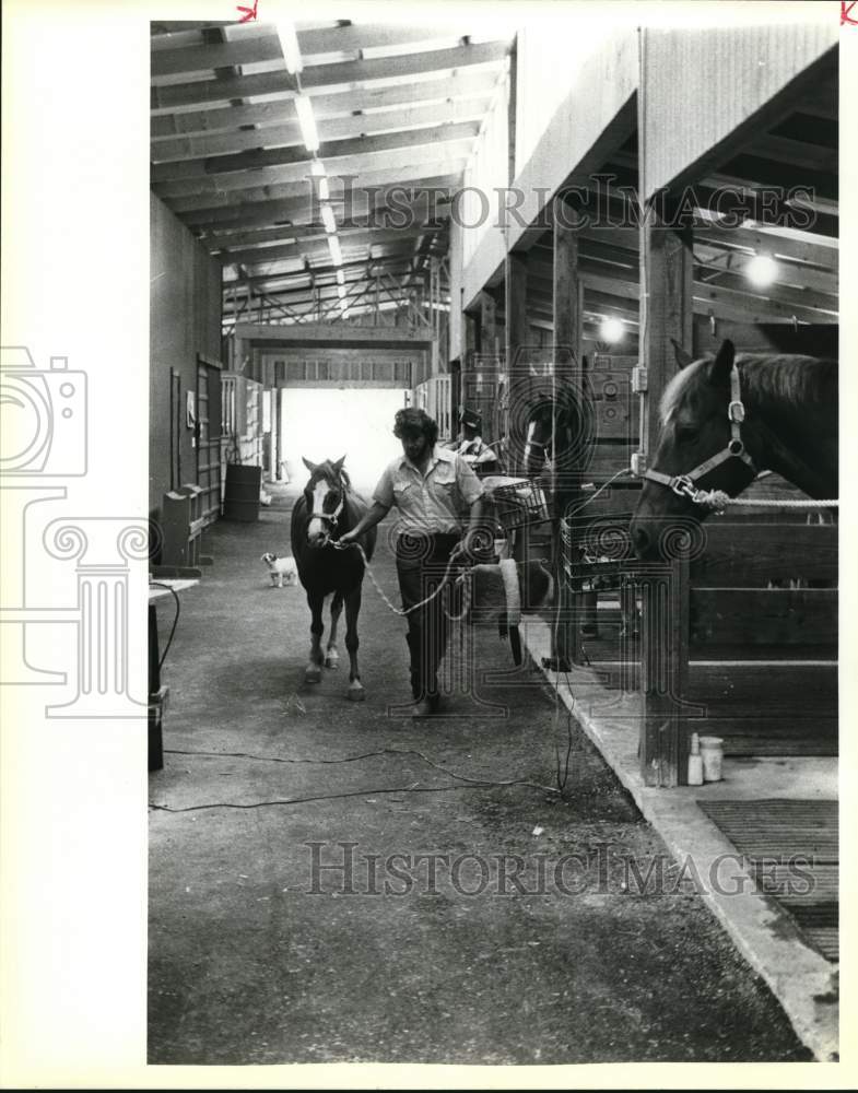 1983 Press Photo Horses in the stables at Silver Rose Stables - saa57613- Historic Images