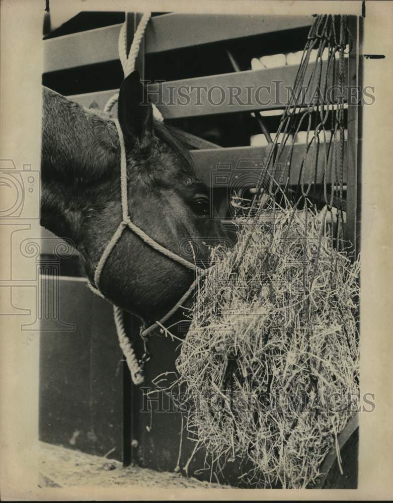 1977 Press Photo Hill County Trail Ride horse eating hay, Texas - saa57781- Historic Images