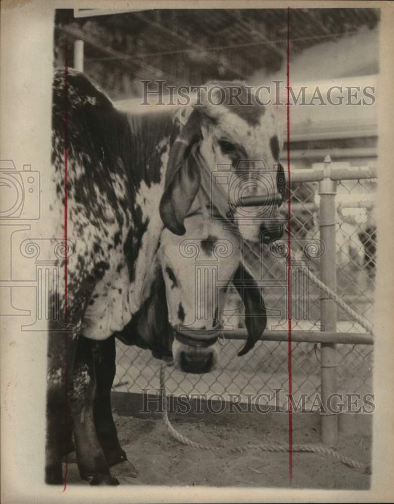 1977 Press Photo Two sheep by fence at the San Antonio Stock Show and Rodeo, TX- Historic Images