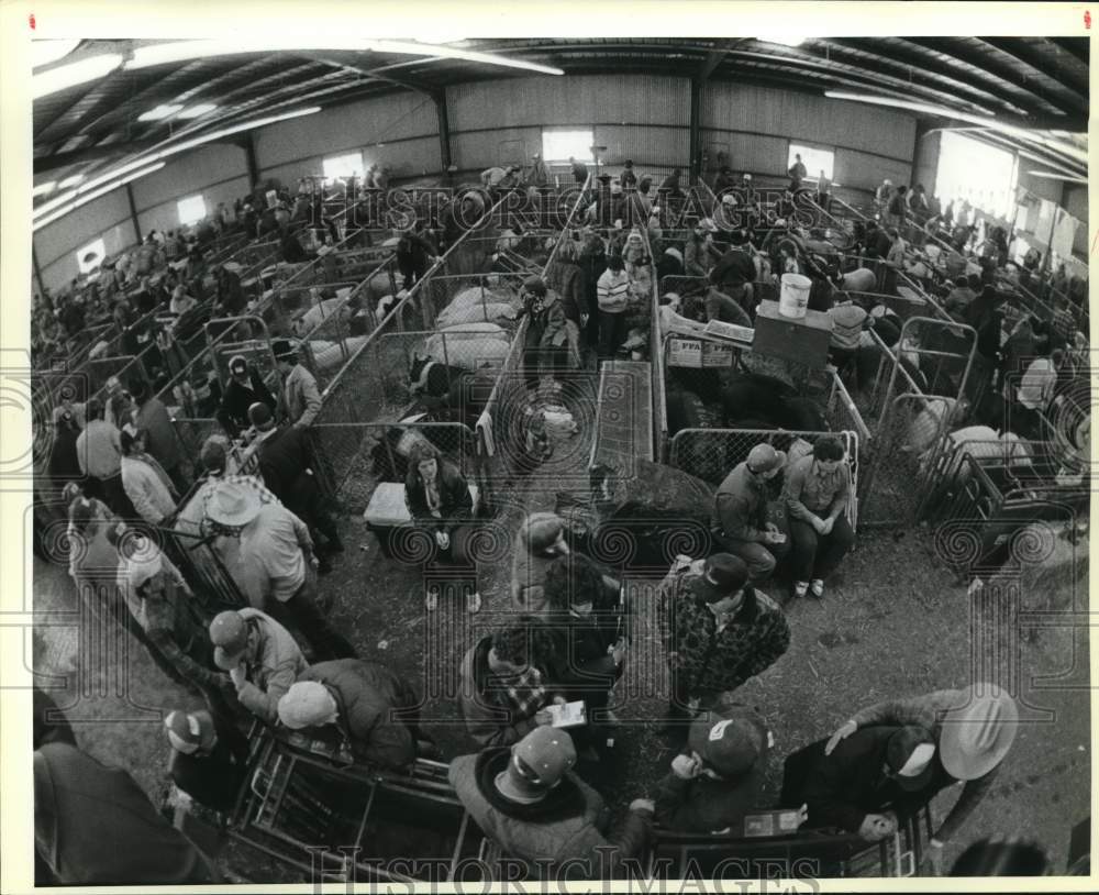 1986 Press Photo Hogs exhibit at the San Antonio Stock Show &amp; Rodeo - saa58375- Historic Images