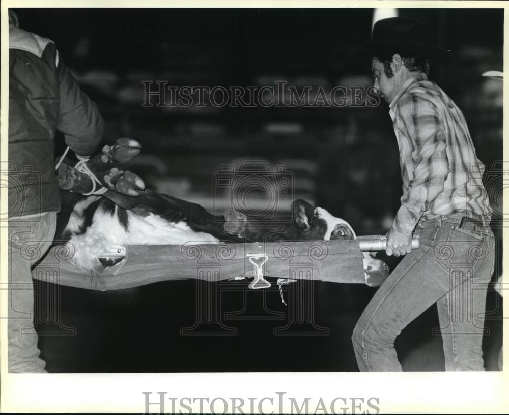 1986 Press Photo Workers Remove Injured Calf From San Antonio Stock Show &amp; Rodeo- Historic Images