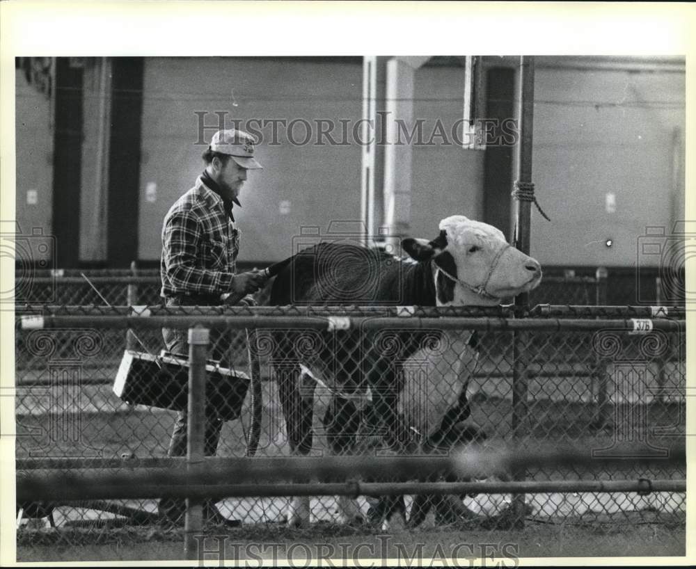 1986 Press Photo Steve Prill Prepares Hereford Cow For Grooming Competition- Historic Images