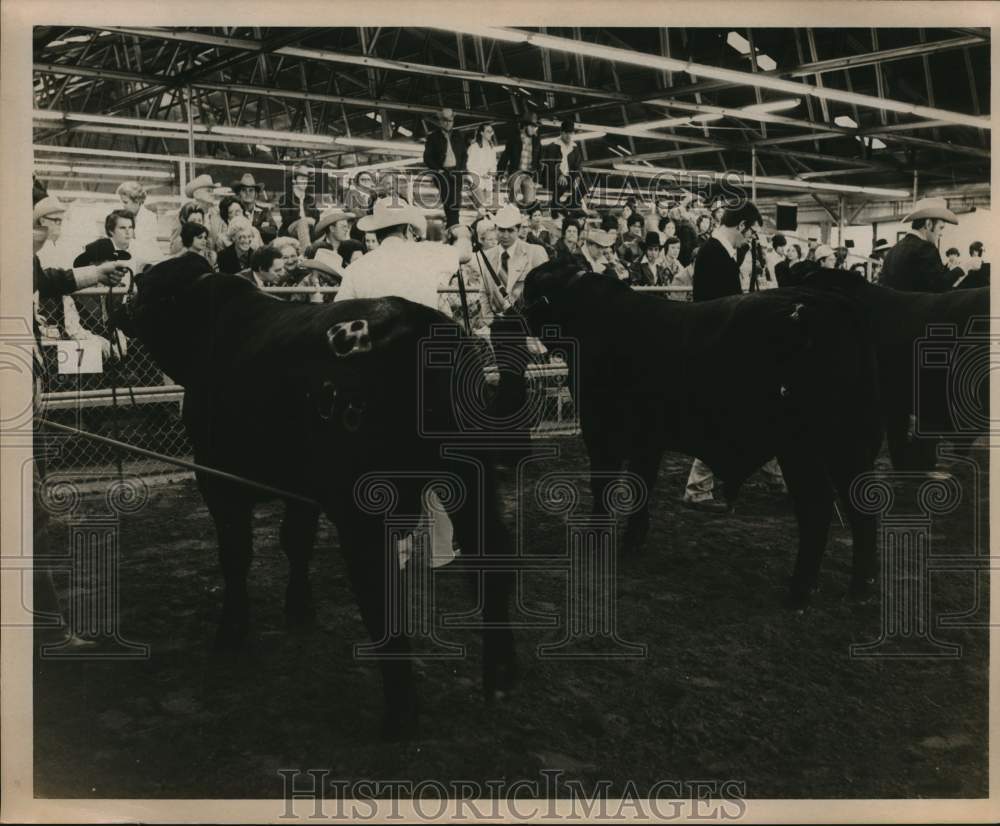 1977 Press Photo Cow judging at the San Antonio Stock Show &amp; Rodeo - saa58452- Historic Images