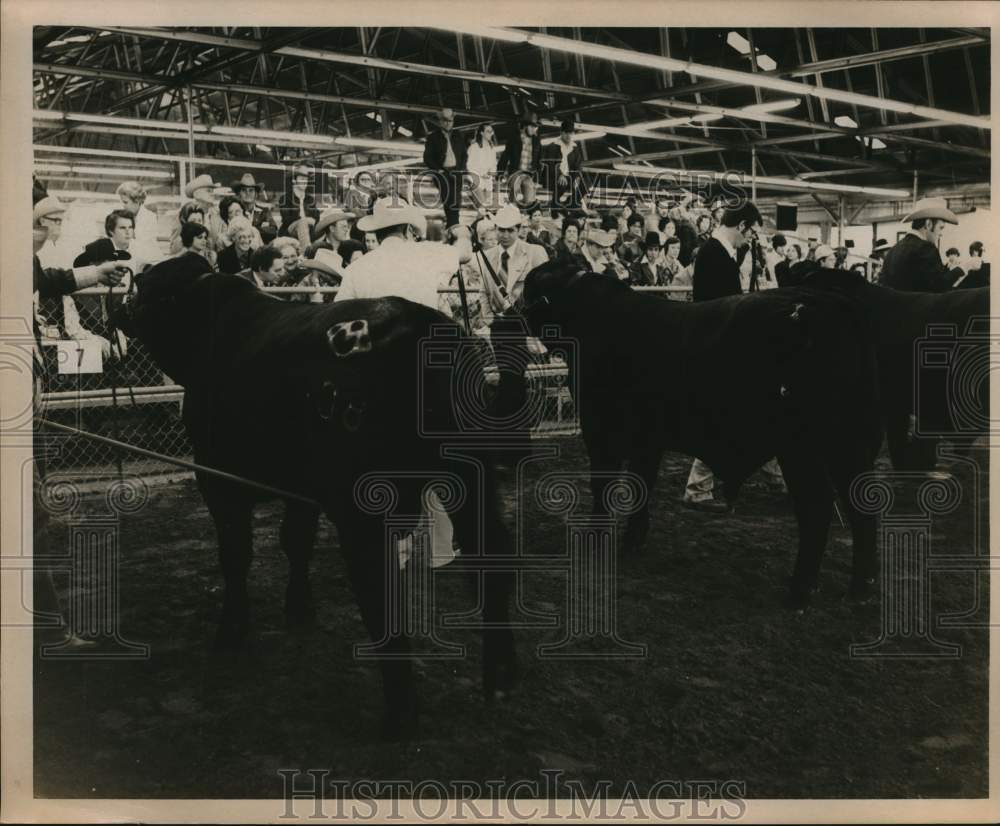 1977 Press Photo Cow judging at the San Antonio Stock Show & Rodeo - saa58452- Historic Images