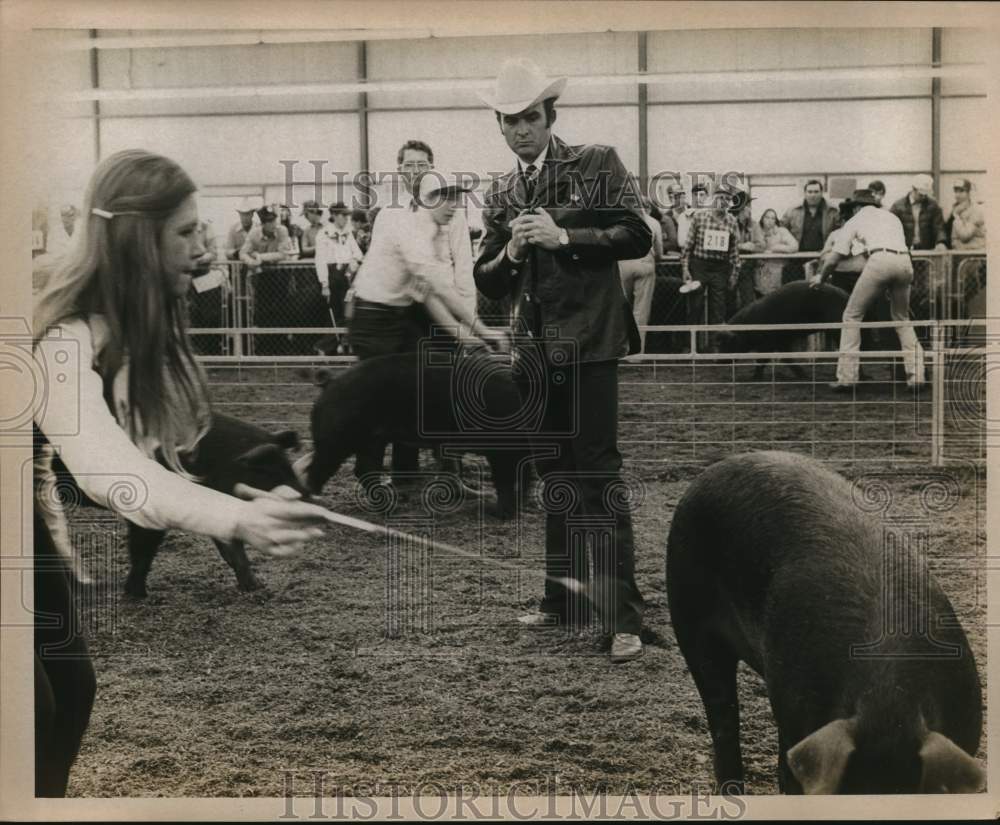 1977 Press Photo Hog judging at the San Antonio Stock Show & Rodeo - saa58453- Historic Images