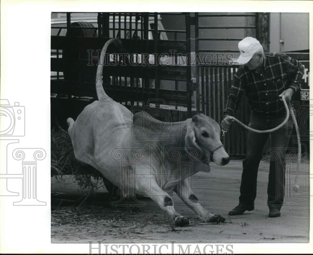 1990 Press Photo Travis Box unloading his Brahma bull at Stock Show, Texas- Historic Images