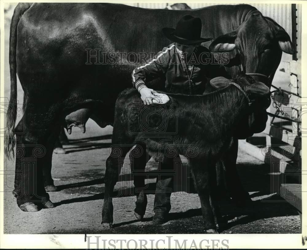 1986 Press Photo Calvin Taylor, 10, with Santa Gertrudis calf and mama cow, TX- Historic Images