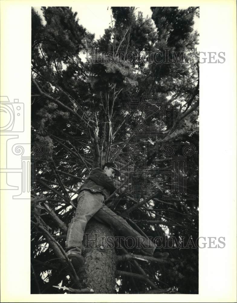 1994 Press Photo Man Removes Branches From Alamo Plaza Christmas Tree In Texas- Historic Images