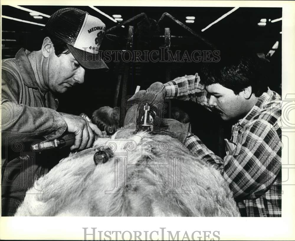 1985 Press Photo Coby Long trimming a cow at San Antonio Stock Show &amp; Rodeo- Historic Images