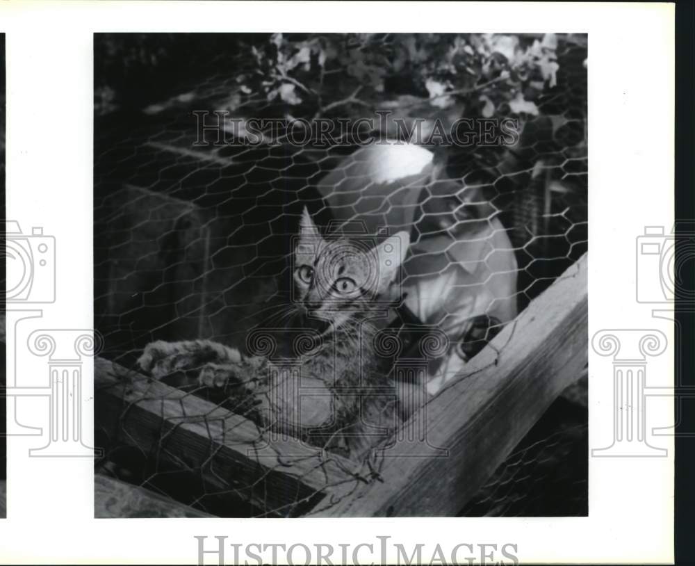 1991 Press Photo Cat caught during bird raid on Curran Road, Texas - saa67575- Historic Images