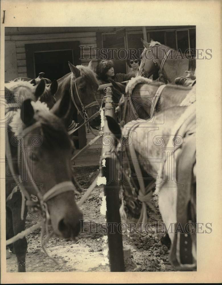 1982 Press Photo Horses for rent at the Brackenridge Stables- Historic Images